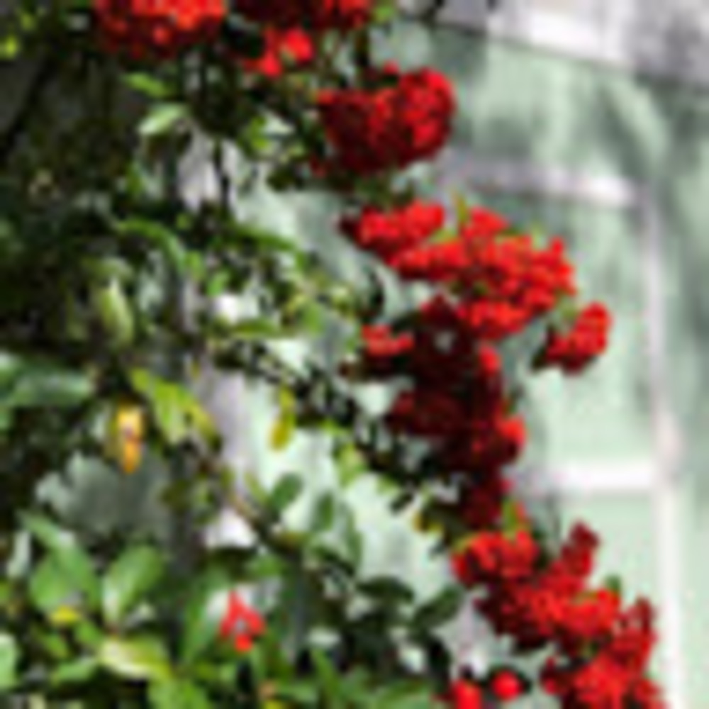 Meet your Posher, Kelli